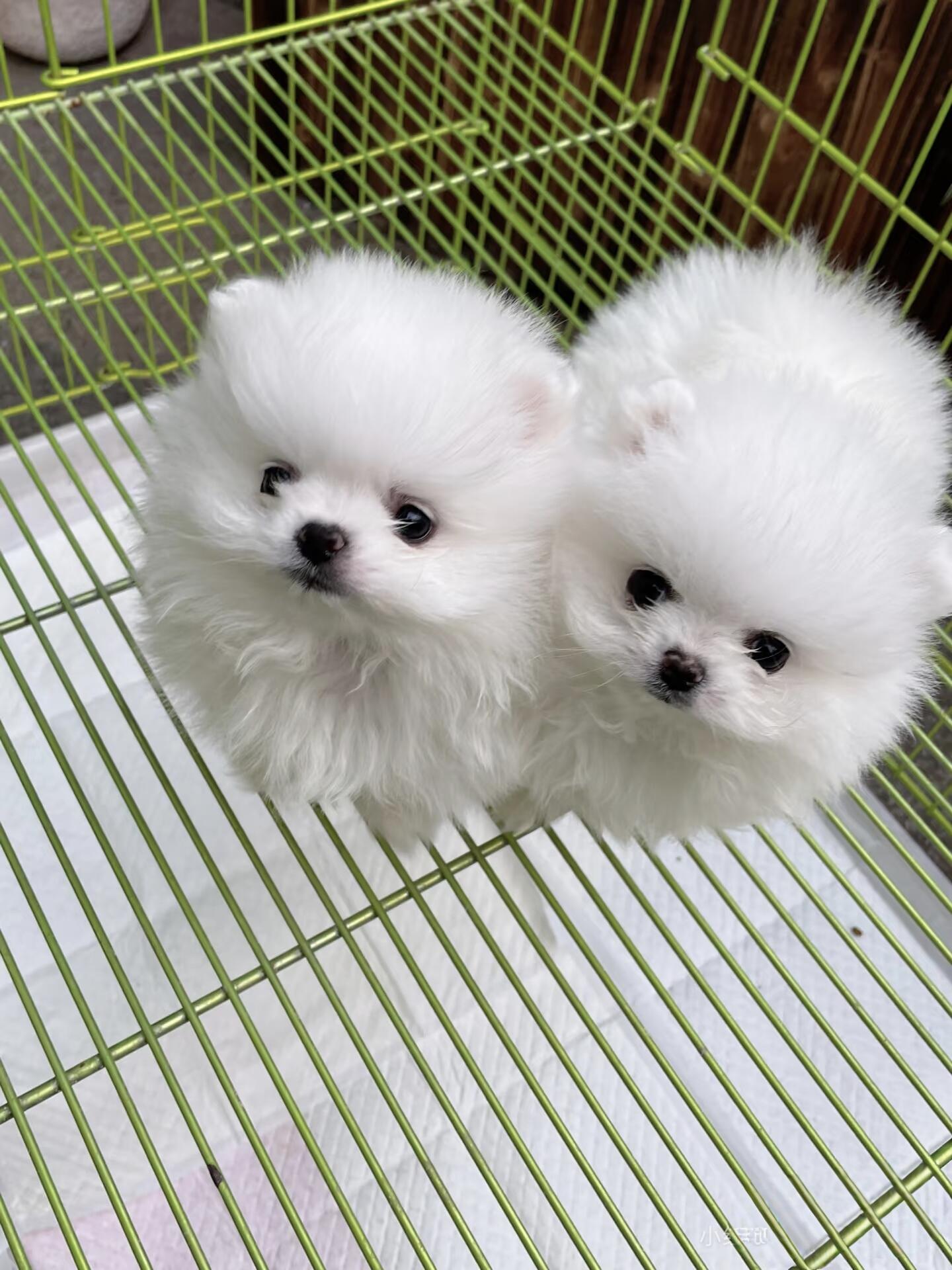 博美幼犬